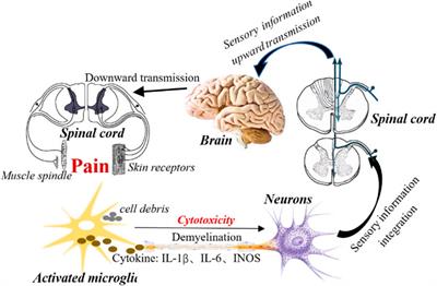 Olfactory ensheathing cells and neuropathic pain